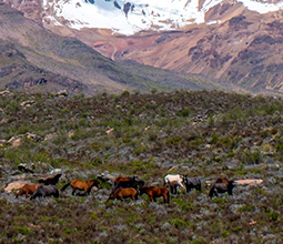 Horses in the Colca Valley